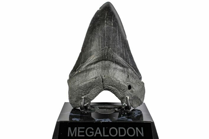 Fossil Megalodon Tooth - South Carolina #197891